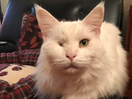 long-haired white cat with one eye