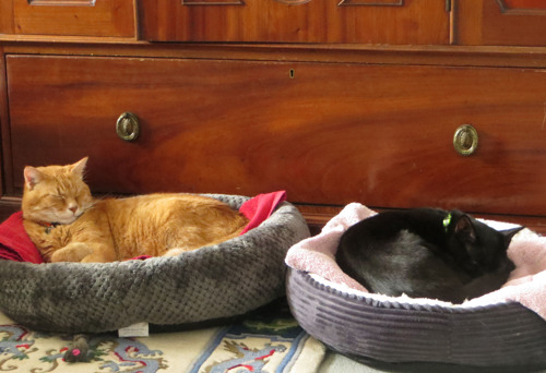 Ginger cat and black cat sleeping in cat beds next to each other