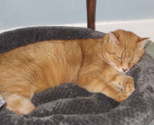 Ginger cat sleeping in cat bed