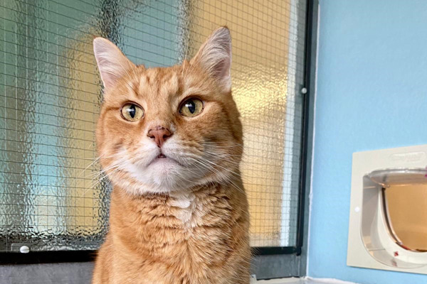 Odin finds new home after Mature Moggies Day appeal