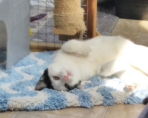 white-and-black cat lying upside down on blue-and-white fleece blanket