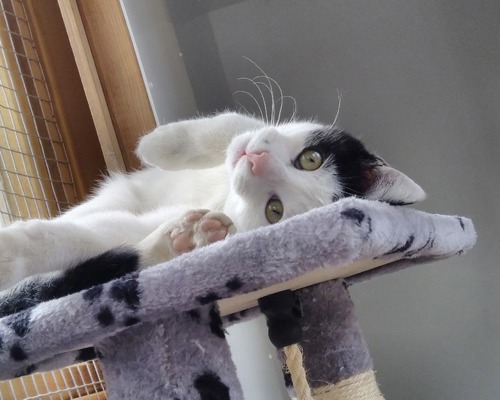 white-and-black cat lying upside down on top of cat tree