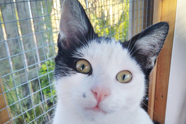 Kitten rescued from bus depot and given apt new name