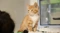 ginger-kitten-min.png
