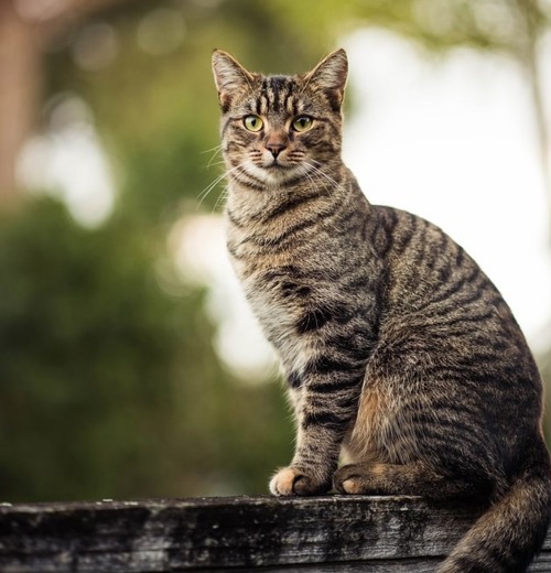 Plants And Cats Round Up International Cat Care International Cat Care