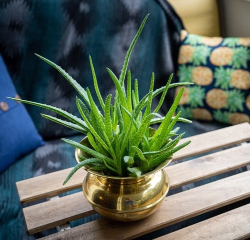 10 Best Non Toxic Houseplants That Are