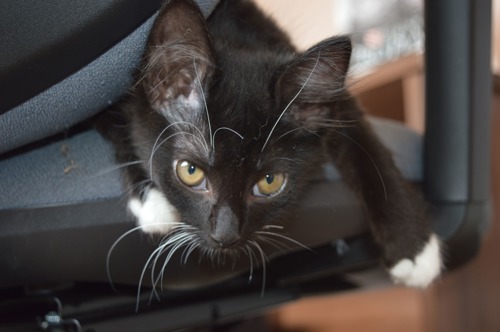 black-and-white kitten sitting on chair