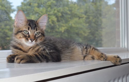 brown tabby kitten lying on windowsill