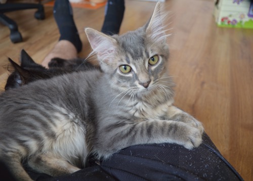 Silver tabby kitten sitting on human's lap