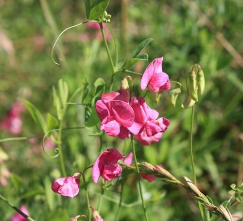 These 12 Common Plants Are Actually Poisonous To Cats Sheknows These 12 Common Plants Are Actually