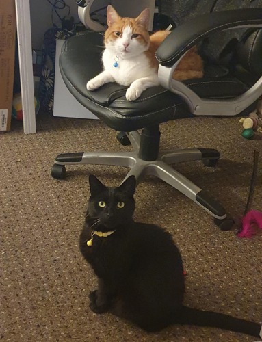 ginger-and-white cat sat on leather office chair with black cat sitting on floor below