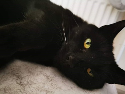 black cat lying down