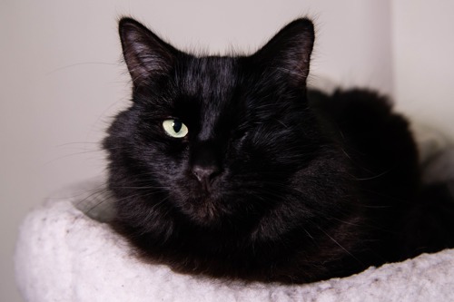 black one-eyed cat lying on cat bed
