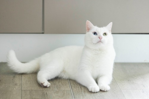 white cat lying on wodden floor