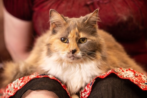 brown-and-white long-haired cat sitting on lap