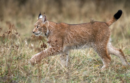 lynx cat walking through long grass