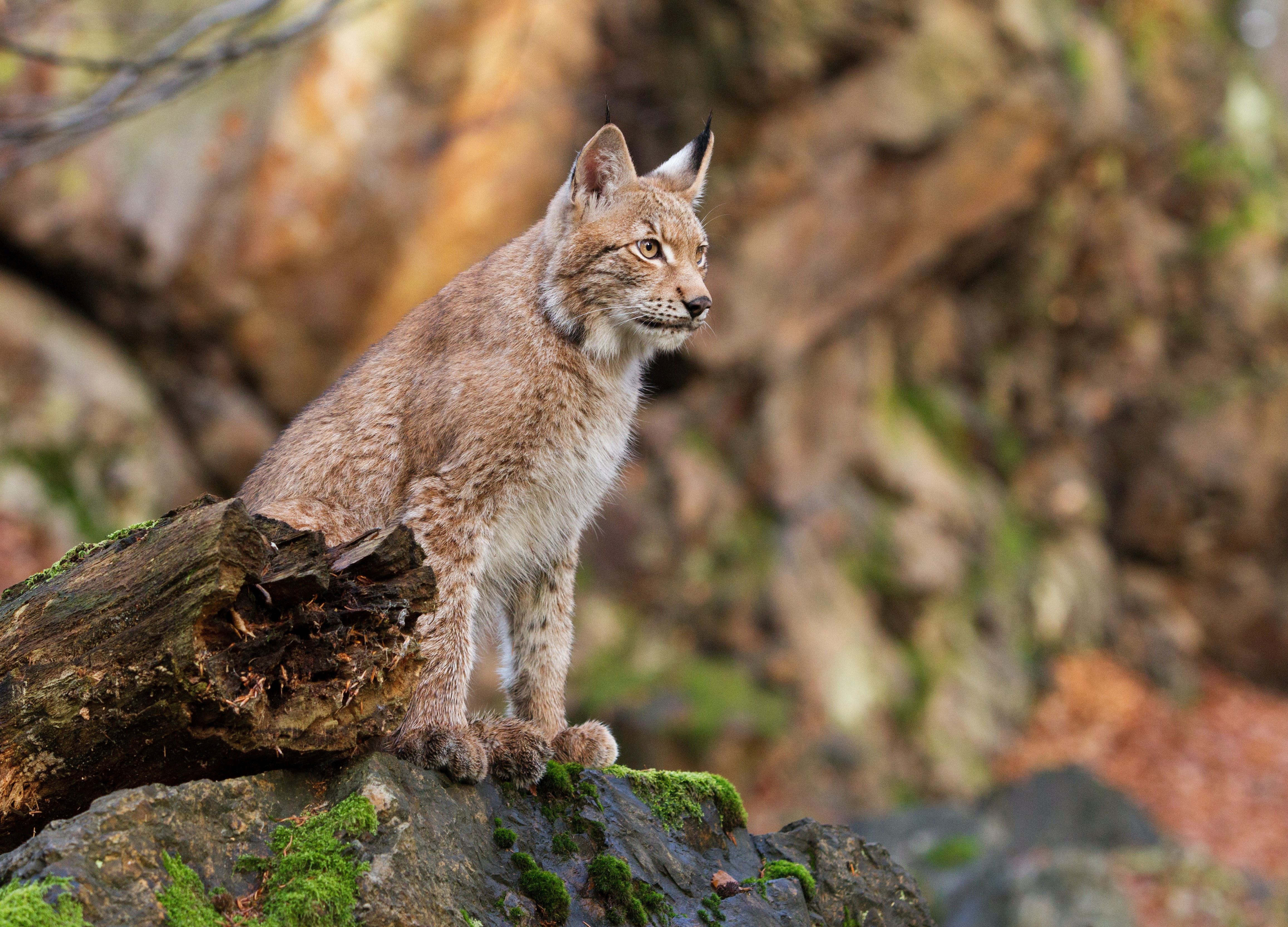 Lynx type domestic best sale cat