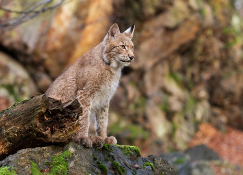 brown lynx cat sitting on rock in forest