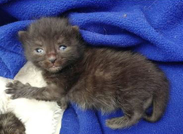tiny black kitten lying on blue fleece blanket