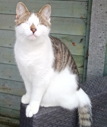 tabby-and-white cat with no eyes sitting on arm of outdoor plastic sofa