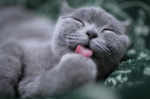 grey cat licking front paw