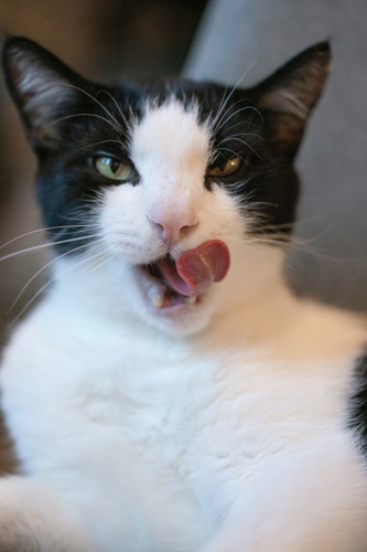 black-and-white cat licking its lips with tongue sticking out