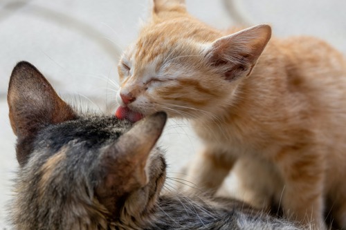 ginger tabby cat licking the head of brown tabby cat