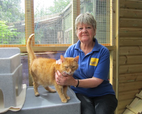 grey-haired woman wearing blue Cats Protection t-shirt sitting next to ginger tabby cat in a cat pen