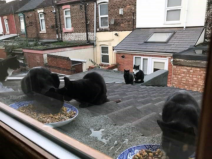Stray cats eating on a roof