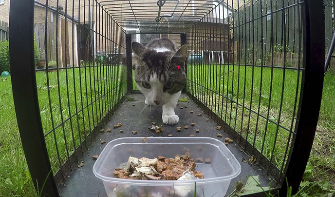 Stray cat in a trap