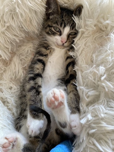 brown tabby-and-white kitten lying on fluffy white blanket with paws in the air