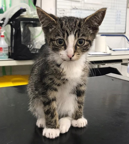 brown tabby-and-white kitten sitting on black table at vets