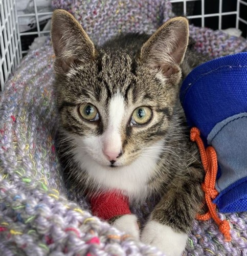 brown tabby-and-white kitten lying on knitted balnket in cage