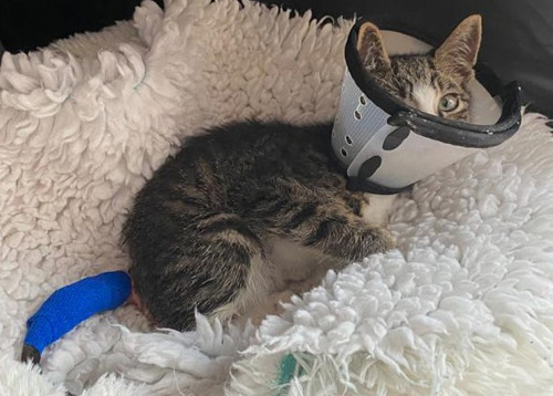 born tabby-and-white cat with blue bandage on tail and plastic cone collar around neck