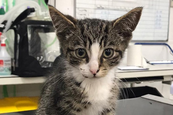 Badly injured kitten rescued from Kent garden proves to be a fighter