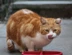 ginger-cat-watch-link-box.jpg