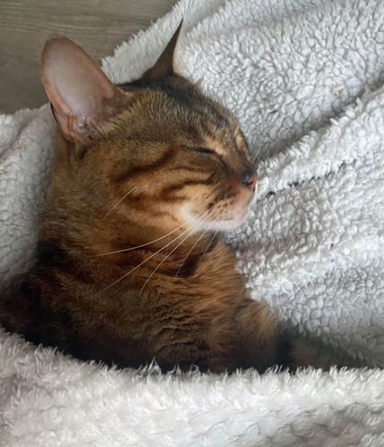 brown tabby cat tucked into white fleece blanket