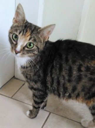 tabby-and-white cat standing on white tiled floor