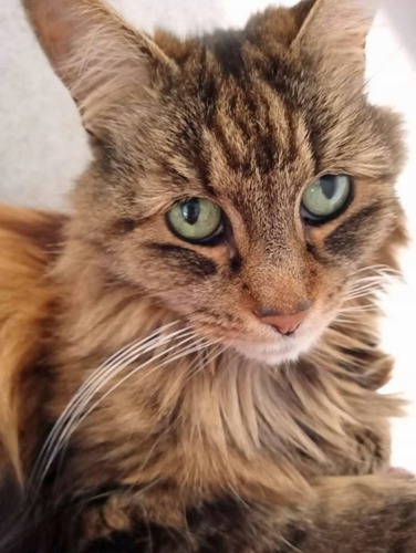 close up of long-haired brown tabby cat with green eyes
