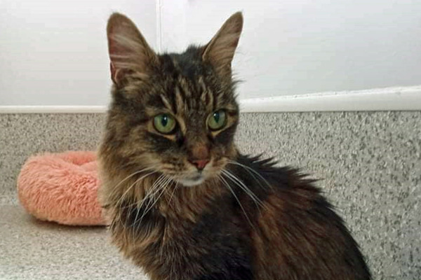 Appeal for help as three cats need urgent life-saving surgery