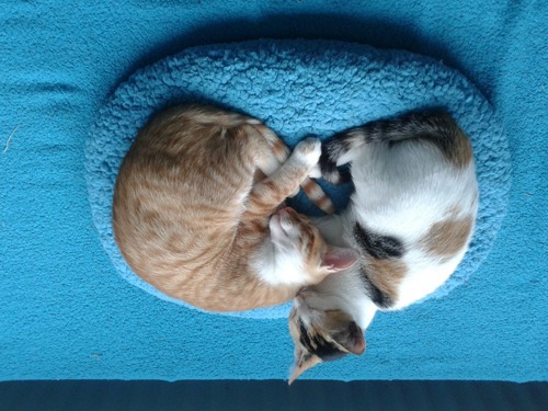 tortoiseshell-and-white cat and ginger-and-white tabby cat curled up together on blue fleece cat bed