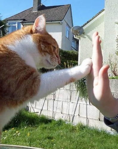 ginger-and-white tabby cat giving human hand a high five with front paw
