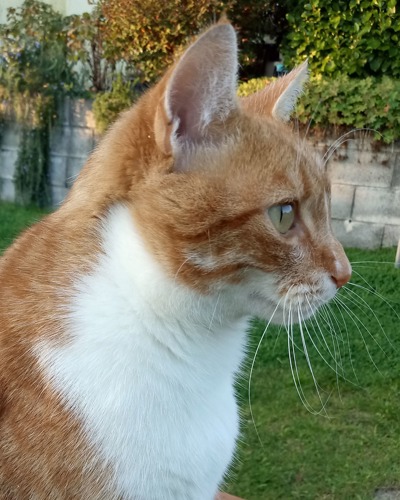 side profile of ginger-and-white tabby cat outdoors in front of grass lawn