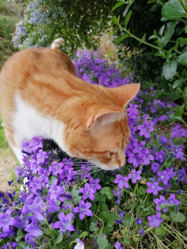 ginger-and-white tabby cat sniffing purple flowers outdoors