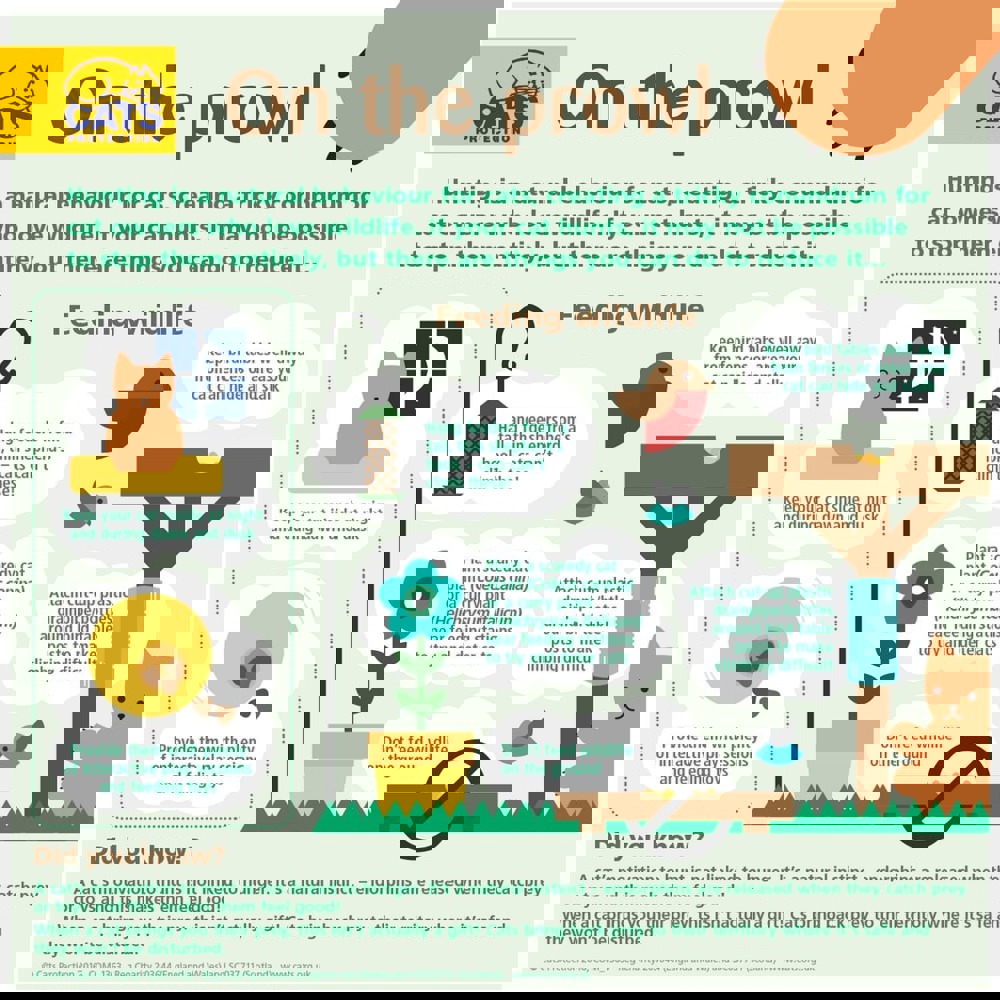 Cats Going Outside Help & Advice Cats Protection