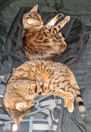 two Bengal cats that are brown with dark brown spots lying on a backpack each
