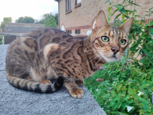 Bengal cat (brown with dark brown spots) sitting on a garden wall