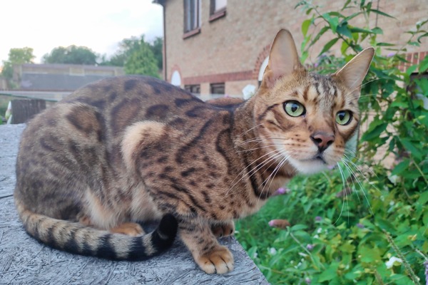 Cat food for managing cat allergies has changed my life