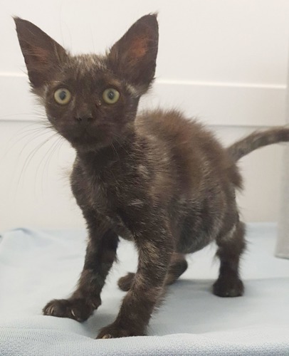 grey-brown long-haired kitten with patches of fur missing