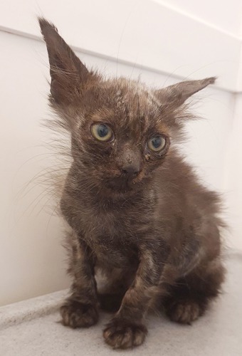 grea-brown long-haired kitten with patches of fur missing